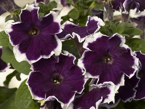 Foto fiore da  Vaso e aiola Petunia x hybrida Kaliffo Picotee Blue