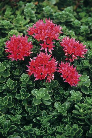 Foto fiore da  Aiuola e/o bordura Sedum spurium Summer Glory