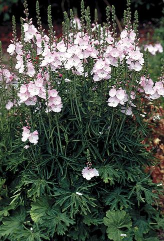 Foto fiore da  Aiuola e/o bordura Sidalcea malviflora Rosaly