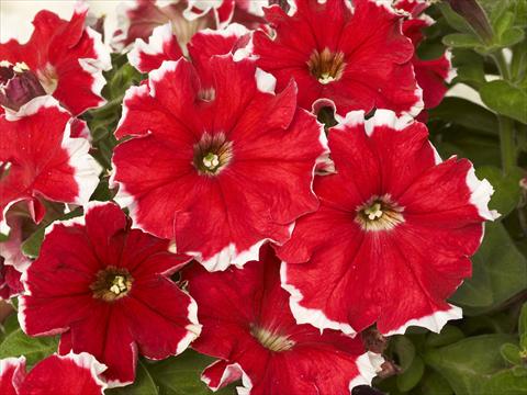 Foto fiore da  Vaso e aiola Petunia x hybrida Kaliffo Picotee Red