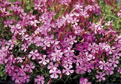 photo of flower to be used as: Pot, bedding, patio Silene schafta Persian Carpet