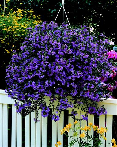 photo of flower to be used as: Pot, patio, basket Scaevola aemula Saphira