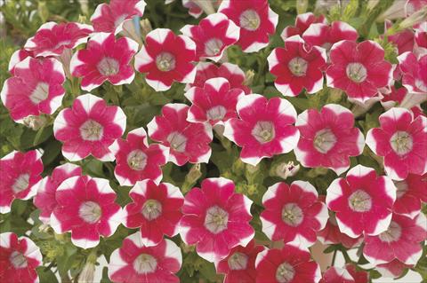 Foto fiore da  Vaso, aiuola, balcone, basket Petunia x hybrida Littletunia Red Star