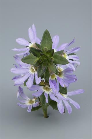 Foto fiore da  Vaso, aiuola, balcone, basket Scaevola aemula Surdiva Light Blue