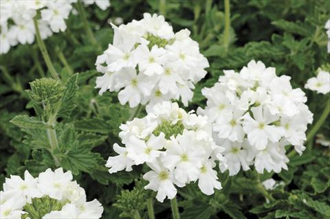 Foto fiore da  Vaso e aiola Verbena Shangri-La®