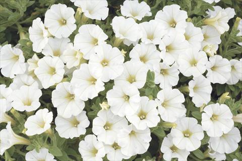 Foto fiore da  Vaso, aiuola, balcone, basket Petunia x hybrida Littletunia White