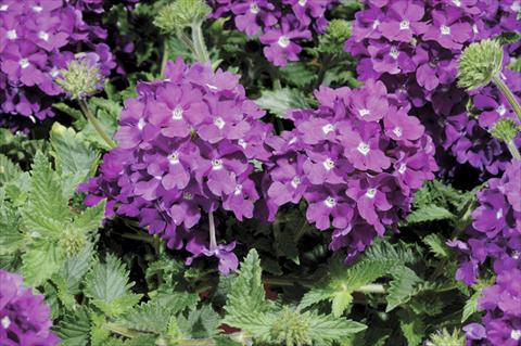 Foto fiore da  Vaso e aiola Verbena Shangri-La® Blue