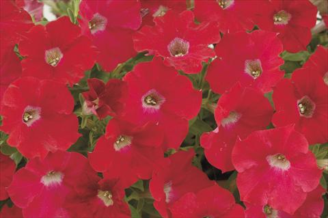 Foto fiore da  Vaso, aiuola, balcone, basket Petunia x hybrida Red Ray