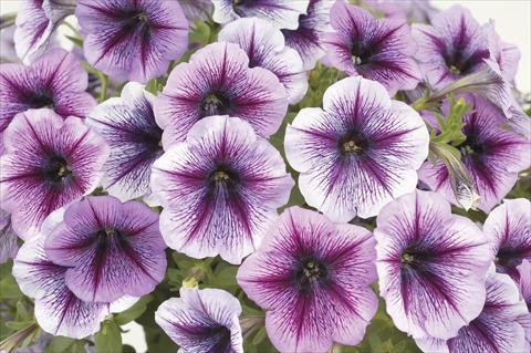 Foto fiore da  Vaso, aiuola, balcone, basket Petunia x hybrida Ray Purple Vein Ray