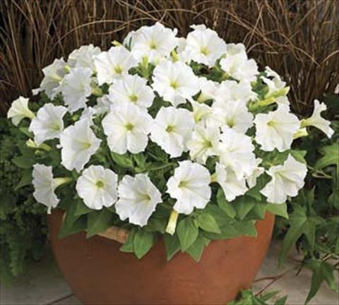 Foto fiore da  Vaso, aiuola, balcone Petunia milliflora Piccobella F1 White