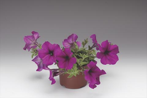 Foto fiore da  Vaso, aiuola, balcone, basket Petunia pendula Deep Purple Plush F1