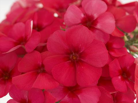 Foto fiore da  Vaso e aiola Phlox Primavera Cherry Rose With Eye