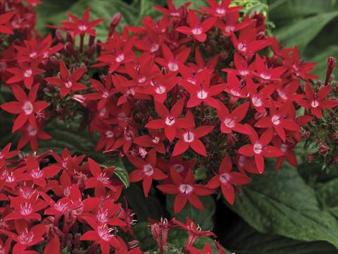 Foto fiore da  Vaso e aiola Pentas lanceolata Starla Red Imp