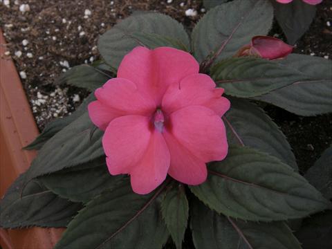 Foto fiore da  Vaso e aiola Impatiens N. Guinea SunPatiens® Compact Rose