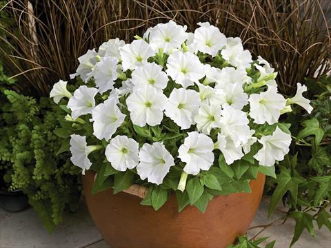 Foto fiore da  Vaso e aiola Petunia milliflora Picobella White