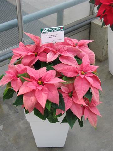 Foto fiore da  Vaso Poinsettia - Euphorbia pulcherrima Classic Pink