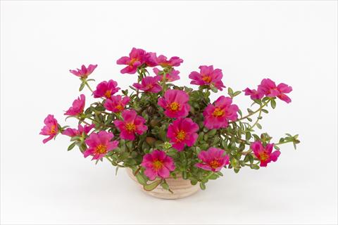 Foto fiore da  Vaso, aiuola, balcone, basket Portulaca Duna® Magenta