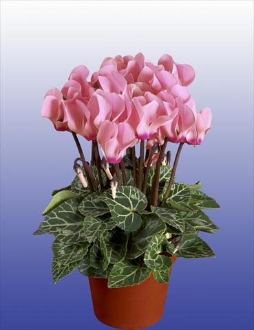 Foto fiore da  Vaso, balcone, basket Cyclamen persicum Super Serie® Verano® F1 Light Salmon Pink