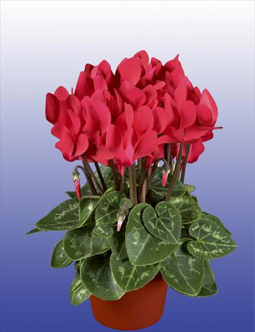 Foto fiore da  Vaso, balcone, basket Cyclamen persicum Super Serie® Verano® F1 Salmon Red