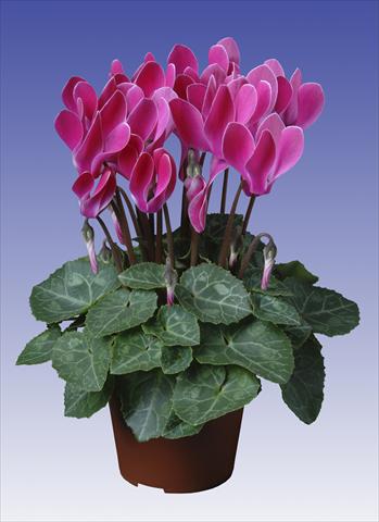 Foto fiore da  Vaso, balcone, basket Cyclamen persicum Super Serie® Verano® F1 Wine Red Flamed