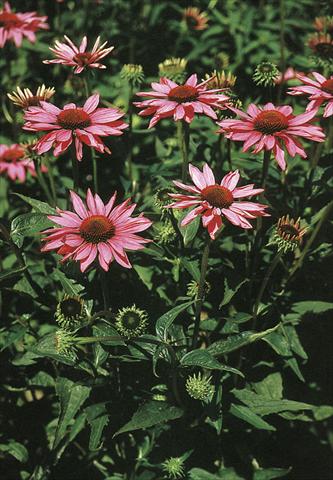 Foto fiore da  Aiuola e/o bordura Echinacea purpurea Ruby Star