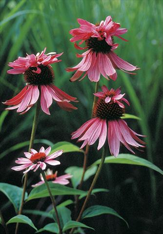 Foto fiore da  Aiuola e/o bordura Echinacea purpurea Doubledecker