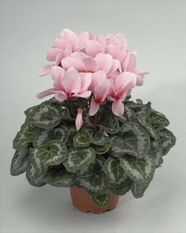 Foto fiore da  Vaso e aiola Cyclamen persicum Rainier Light Pink with Eye