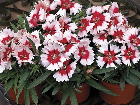 Foto fiore da  Vaso e aiola Dianthus chinensis Super Parfait Red Peppermint