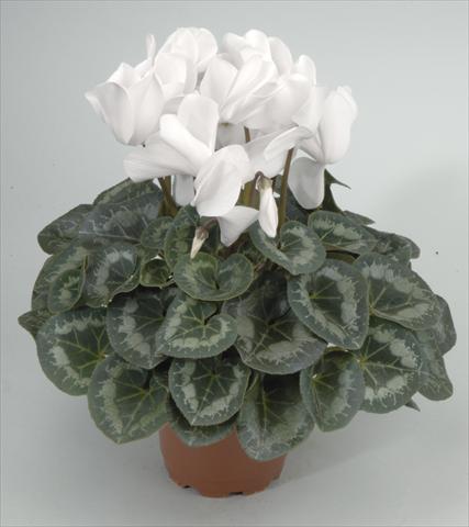 Foto fiore da  Vaso e aiola Cyclamen persicum Rainier White