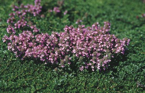 Foto fiore da  Aiuola e/o bordura Thymus serpyllum Magic Carpet