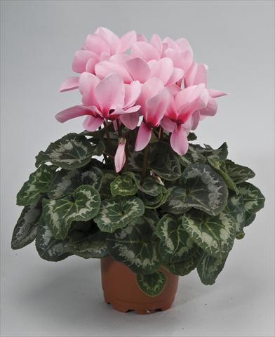 Foto fiore da  Vaso e aiola Cyclamen persicum Rainier Light Pink Eye