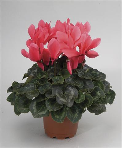 Foto fiore da  Vaso e aiola Cyclamen persicum Rainier Salmon