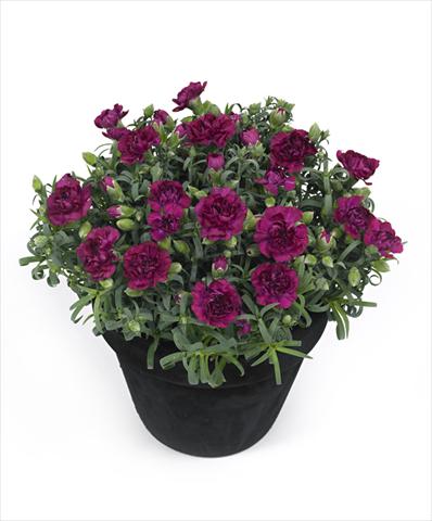 Foto fiore da  Vaso Dianthus Tess