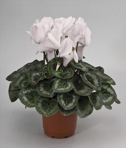 photo of flower to be used as: Pot and bedding Cyclamen persicum Rainier White