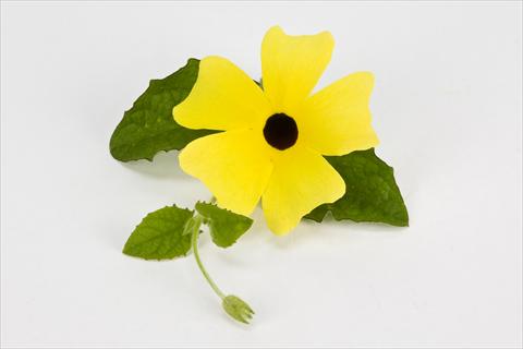 photo of flower to be used as: Basket / Pot Thumbergia alata Gelb