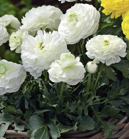 Foto fiore da  Vaso Ranunculus asiaticus Magic White