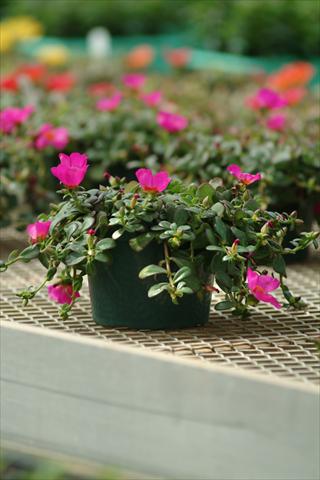 Foto fiore da  Vaso e aiola Portulaca Toucan Fuchsia