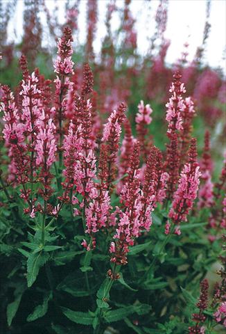 Foto fiore da  Aiuola e/o bordura Salvia nemorosa Rosenwein