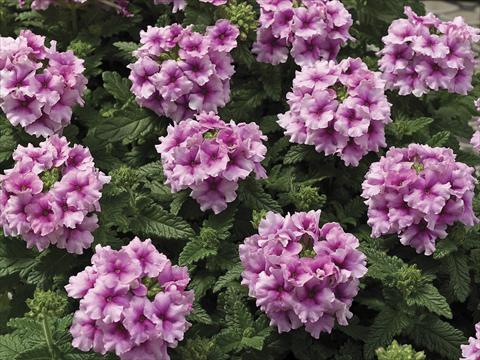 Foto fiore da  Vaso, aiuola, balcone Verbena tenera Tuscany Orchid Frost