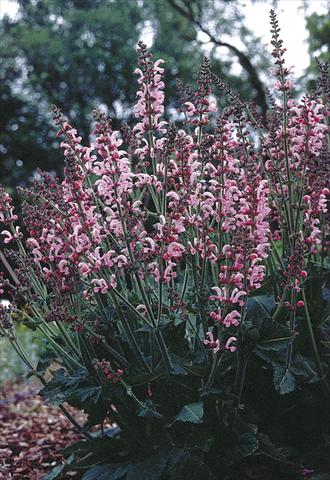 Foto fiore da  Aiuola e/o bordura Salvia pratensis Ballett-Serie Rose Rhapsody