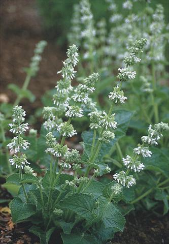 Foto fiore da  Aiuola e/o bordura Salvia verticillata Alba