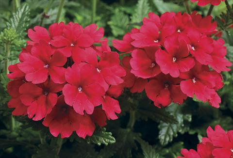 Foto fiore da  Vaso, aiuola, balcone Verbena tenera Tuscany Scarlet