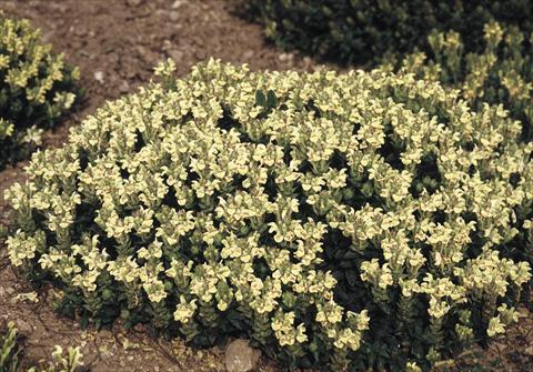 Foto fiore da  Aiuola e/o bordura Scutellaria alpina Moonbeam