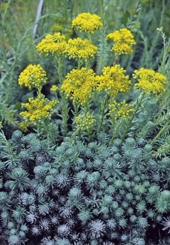 Foto fiore da  Vaso e aiola Sedum forsterianum Silver Stone