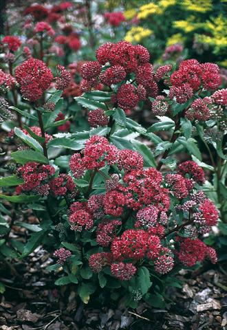 Foto fiore da  Aiuola e/o bordura Sedum telephium Emperors Waves