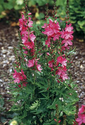 Foto fiore da  Aiuola e/o bordura Sidalcea malviflora Rosanna