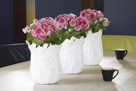 Foto fiore da  Vaso Primula obconica Twilly Serie Touch Me® Red-White F1