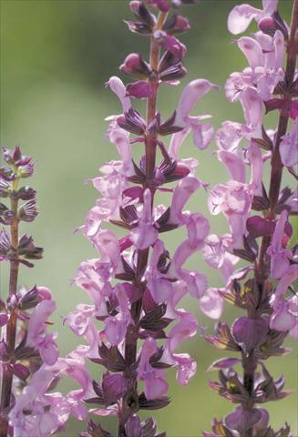 Foto fiore da  Vaso e aiola Salvia nemorosa Sensation Rose