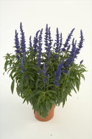 photo of flower to be used as: Pot, bedding, patio Salvia farinacea Sallyfun Blue