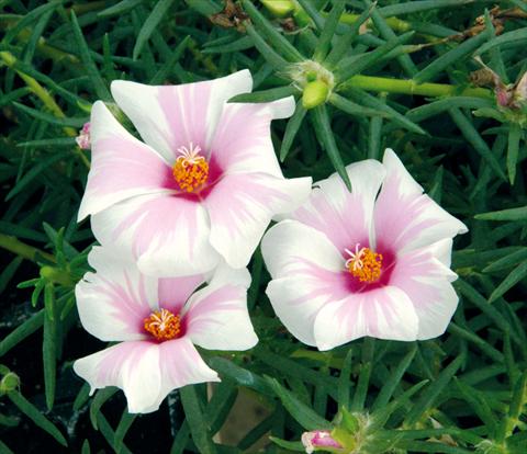 photo of flower to be used as: Patio, basket Portulaca Samba Bicolore